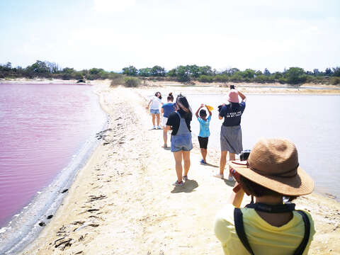 粉红色的鱼塭又成为瞩目的焦点，连日来吸引许多人前往朝圣。（詹宗翰摄）