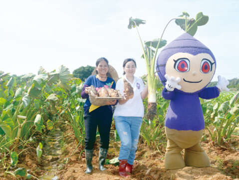 109烈屿乡芋头季系列活动，将於10月10日展开，乡长洪若珊和芋农下芋田采收芋头，传达芋头盛产的季节来了。（许加泰摄）