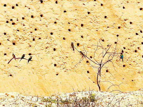 栗喉蜂虎因鮮豔羽色及特殊繁殖行為，成為金門夏日最引人注目的焦點。（金湖鎮公所提供）