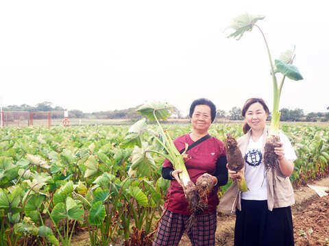 為芋頭季再暖身宣傳，鄉長洪若珊下田和芋農一起挖芋頭。（許加泰攝）