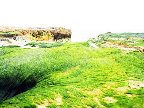 烈屿乡公所「2024绿色岐迹．烈屿绿石槽」系列活动开跑，烈屿限定绿石槽海岸景观。（烈屿乡公所提供）