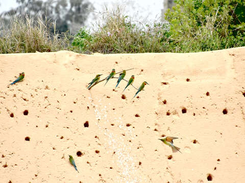栗喉蜂虎報到。（許峻魁攝）