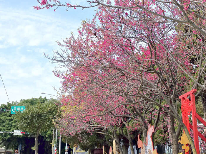櫻花季來臨,各處山櫻花綻放。(許峻魁攝)