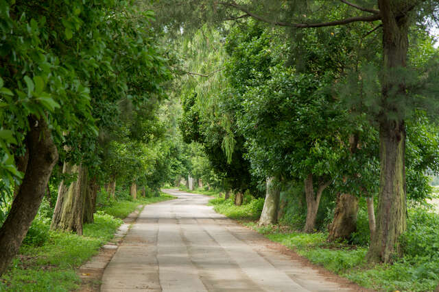 南山林道沿線林蔭夾道，是金門最佳的賞鳥地點之一