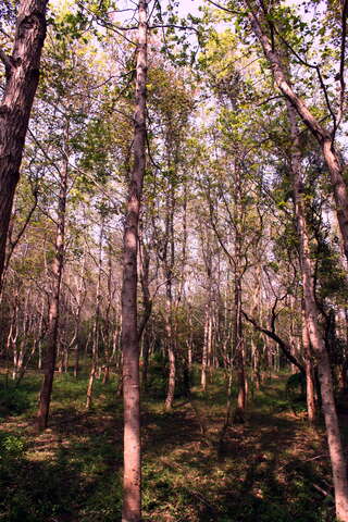 楓香林有上千株楓樹
