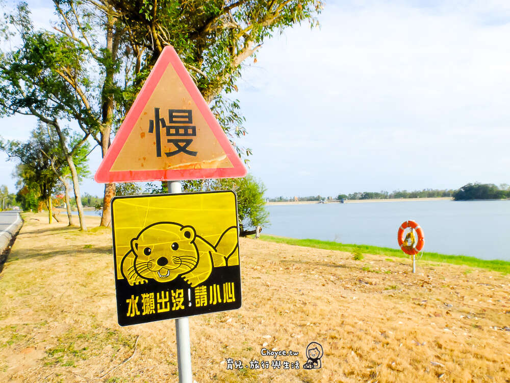 台灣也少見的水獺，在金門湖畔出沒喔。