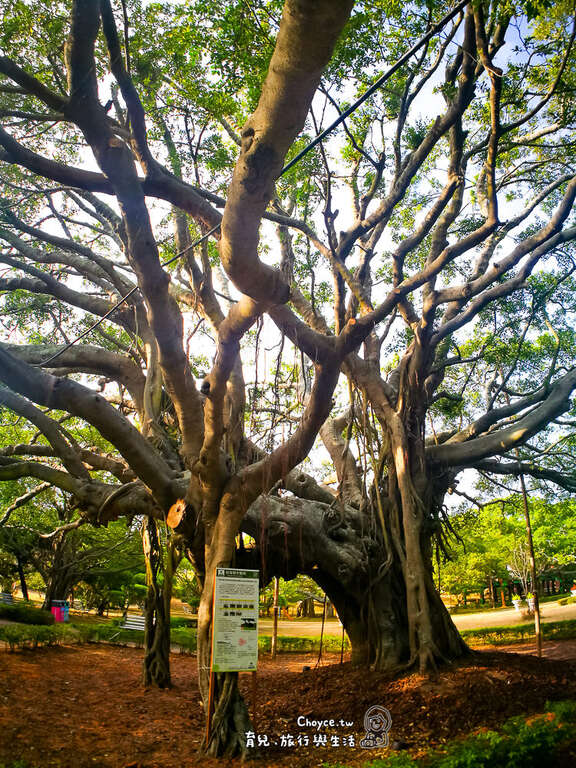 老樹，也能展現出旺盛生命力