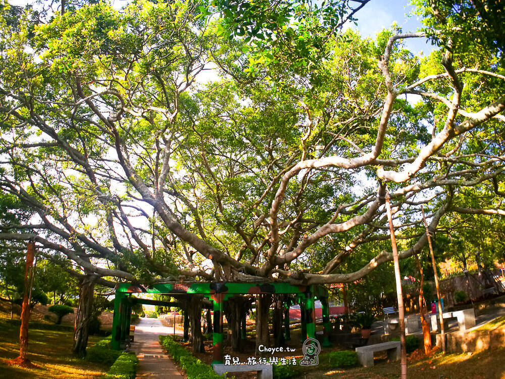 老榕樹生病了，樹醫生來幫忙。