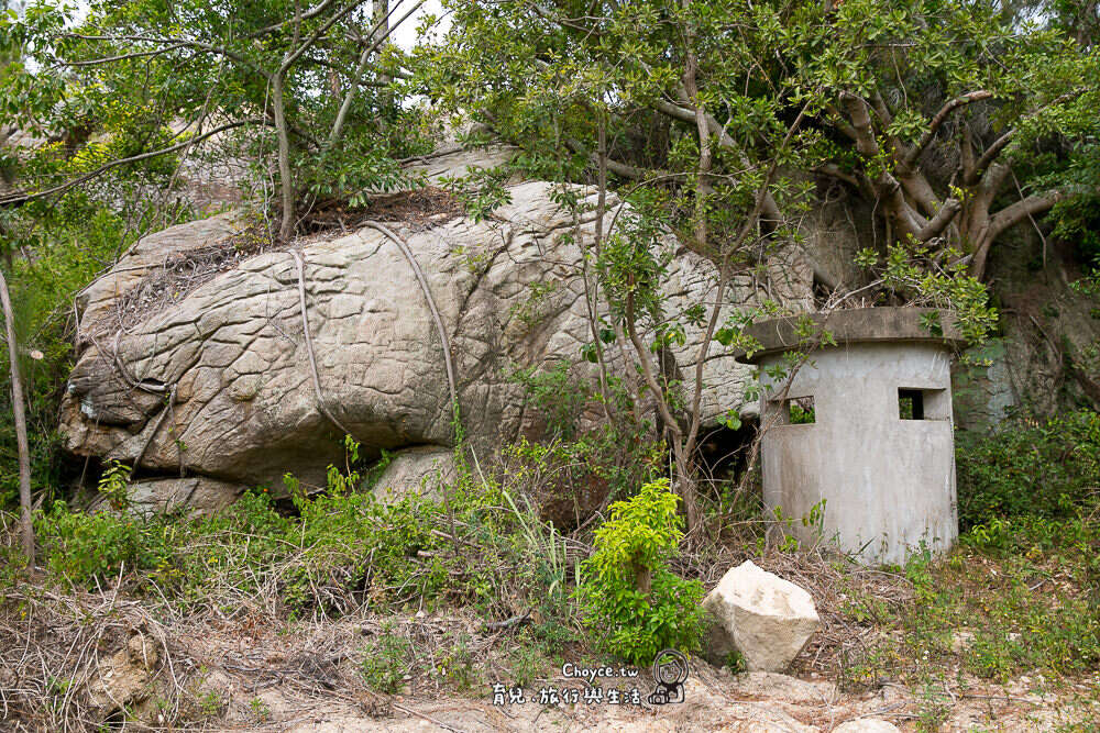 四處野生的植物讓周遭涼爽無比