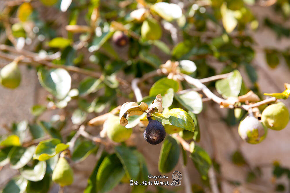 有些廢棄建築外爬滿生意盎然的植物