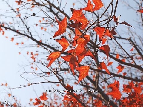 最強寒流報到! 明天才會慢慢回暖~
天氣變冷楓葉也跟著紅了~
-
Maple leaves are turning red as ...