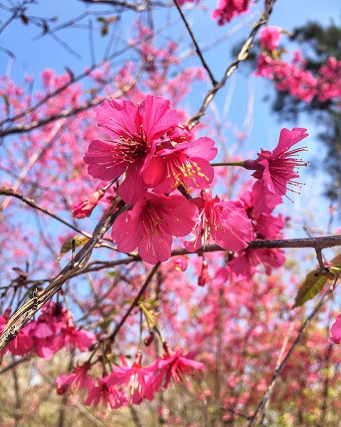 賞櫻的季節
感謝 @xingbali 分享美照
-
超慶幸得到消息，衝去看櫻花，一路上一個人都沒有，可以說是「獨家」了哈哈哈哈哈，...