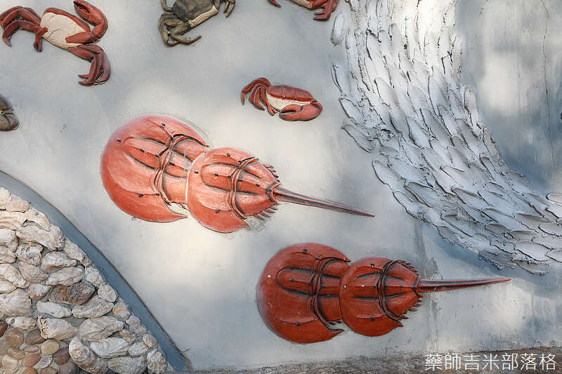 金門常見的生物