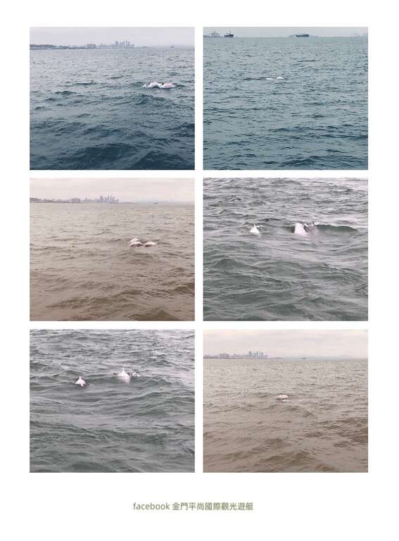 幸運偶遇白海豚