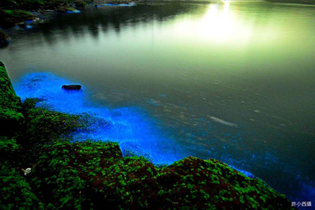 綠石槽藍眼淚同框美照