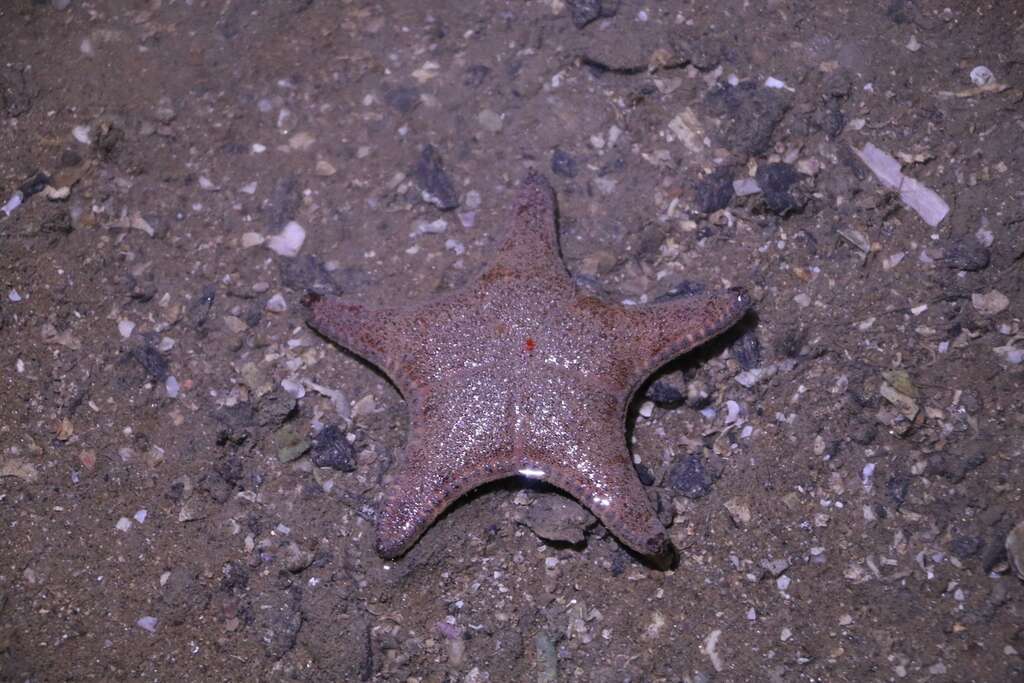 夜遊潮間帶 海星