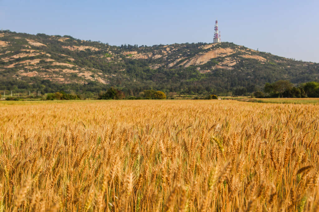金黃麥田
