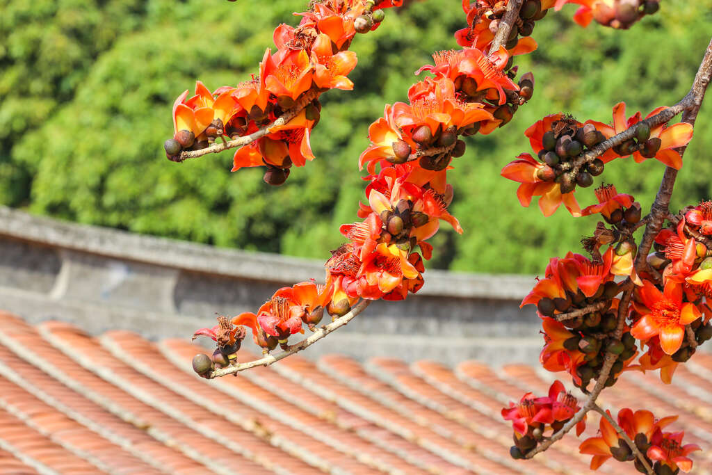 美麗的橘紅木棉