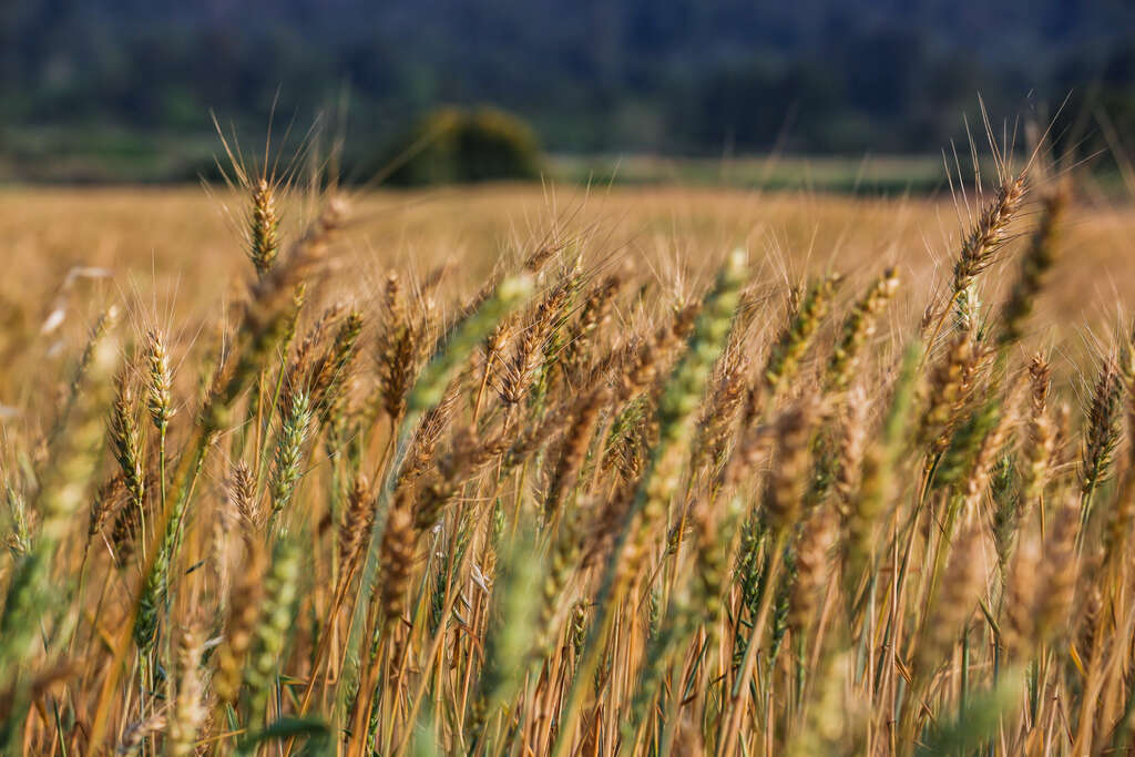 特寫小麥