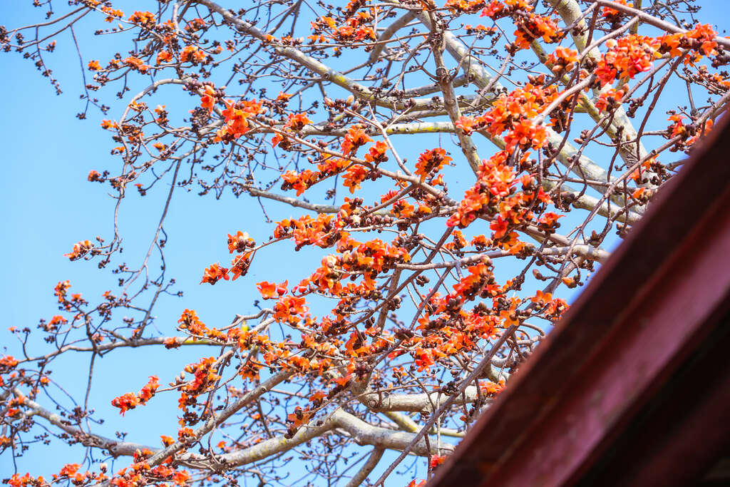 密密麻麻的花朵