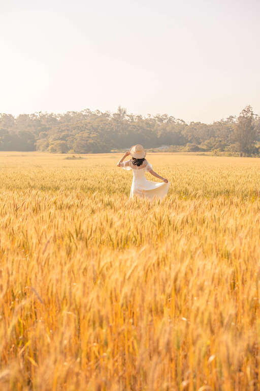 徜徉在麥田
