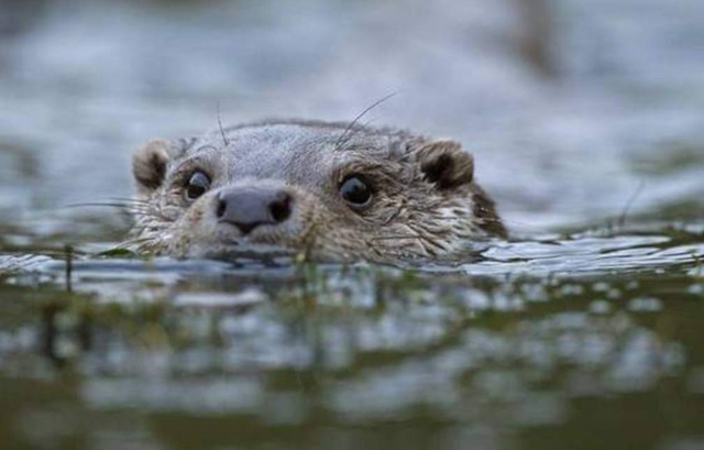 野生水獭