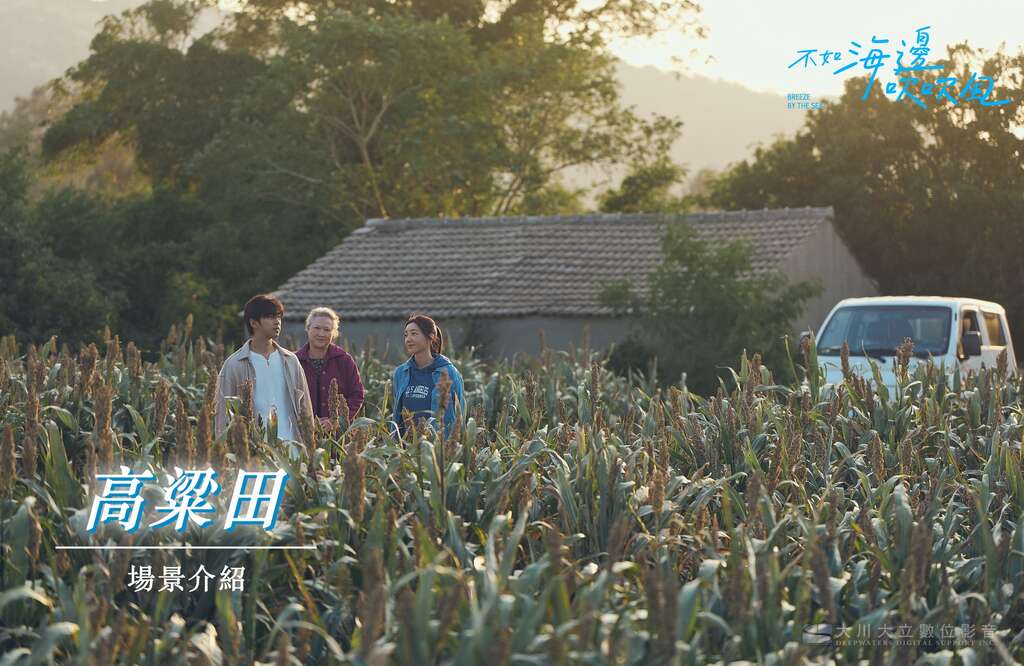 高粱田_圖片來源：不如海邊吹吹風粉絲團