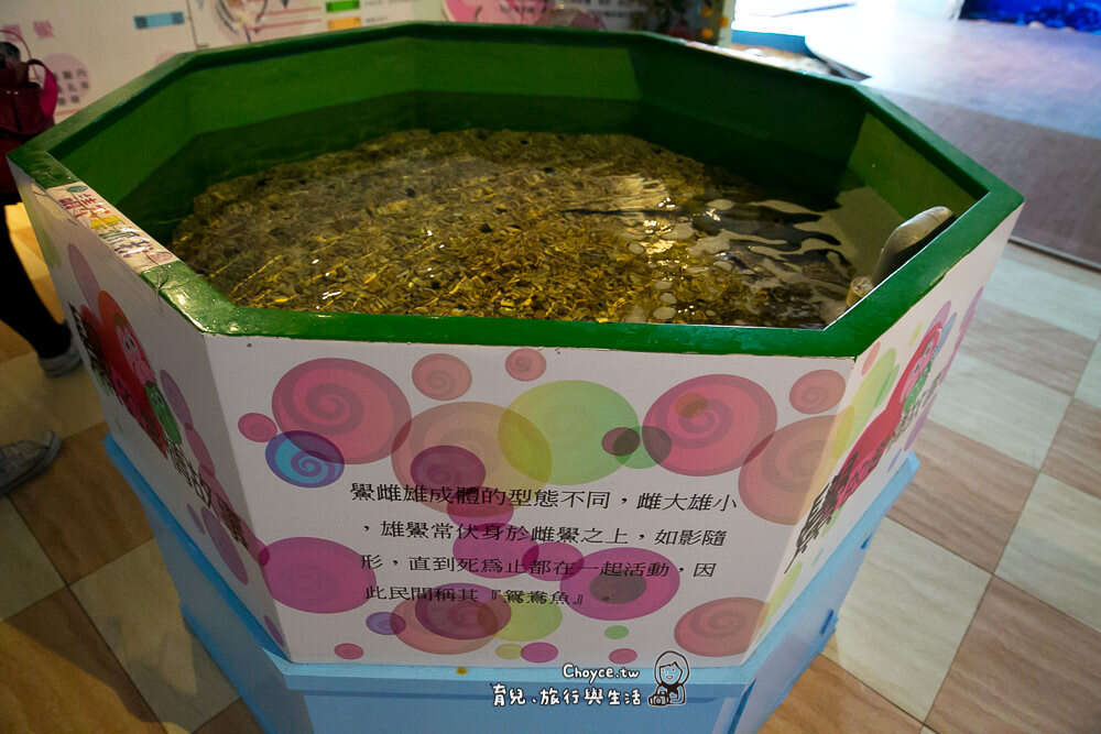 來到現場可看到真正的鱟,據說在建功嶼也有機會看到鱟出沒