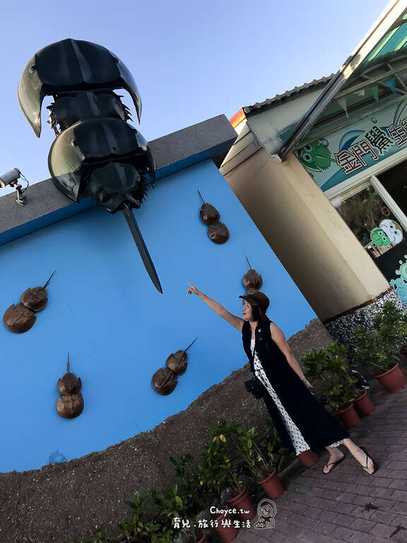 鱟。horseshoe crab